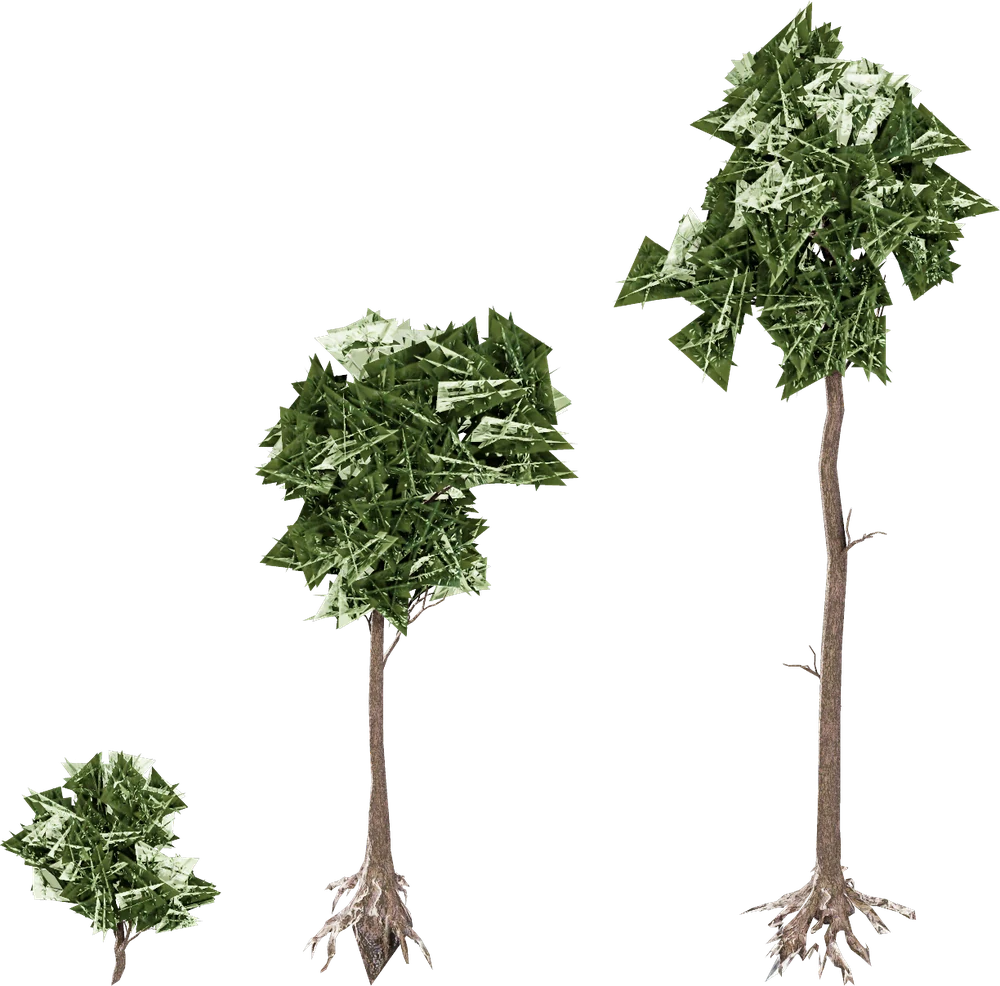 Les trois âges du Mireland Beech côte à côte, du plant au grand arbre, à la même échelle