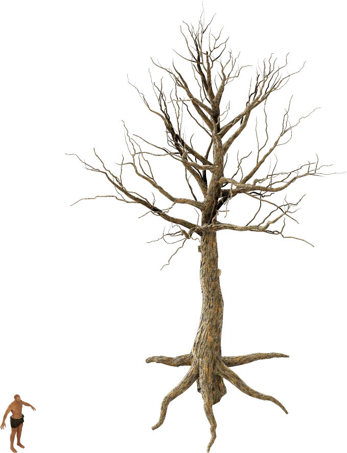 Un arbre mort aux branches nues, sans feuillage