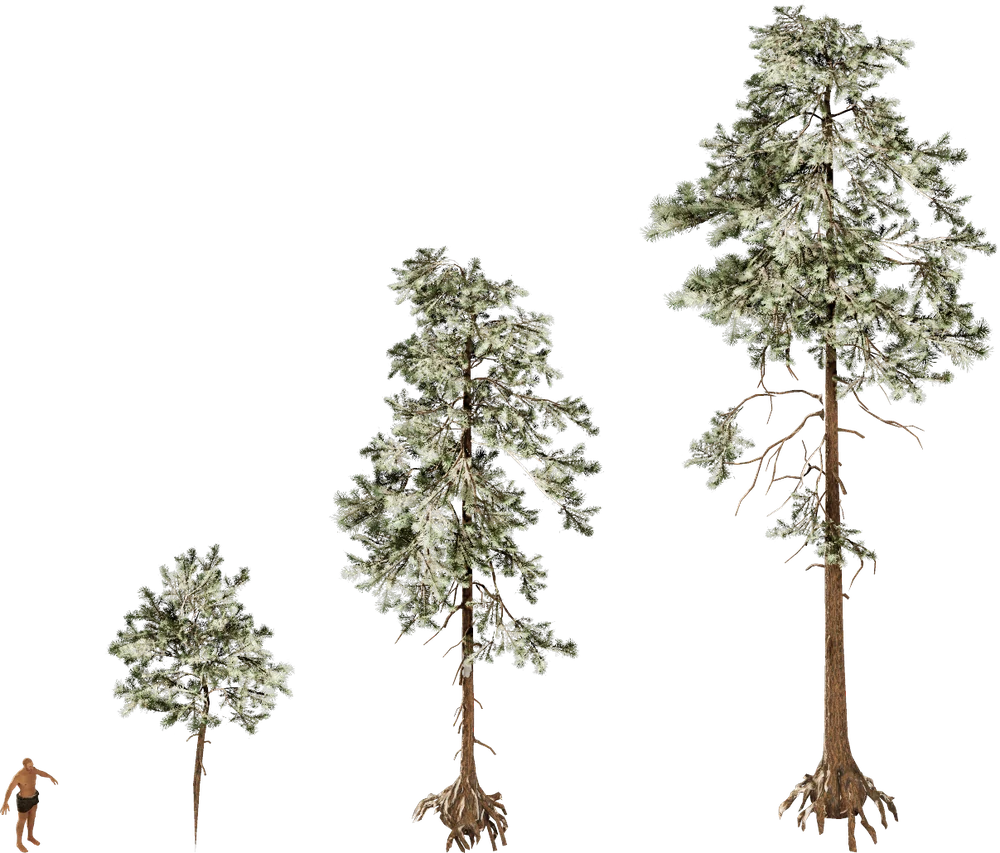 Les trois âges du North Astrian Pine côte à côte, à la même échelle