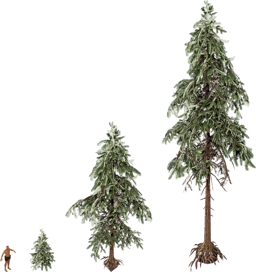 Les trois âges du Briar Spruce côte à côte, du plant au grand conifère, à la même échelle